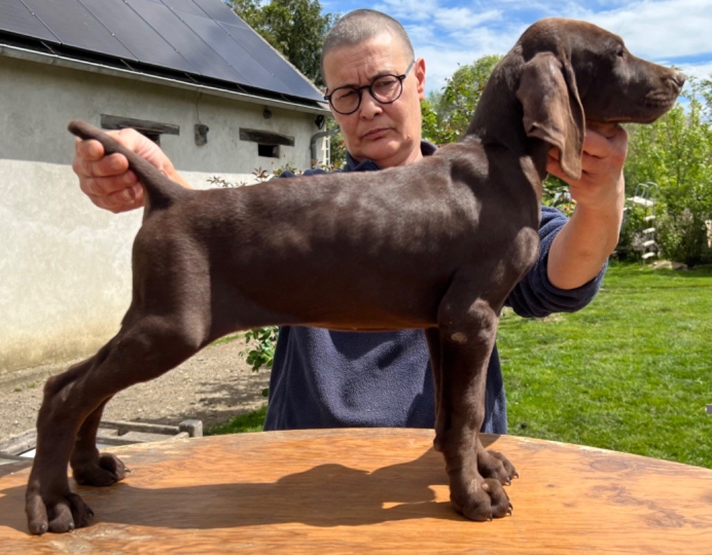 Du val de peyras - Chiot disponible  - Braque allemand à poil court