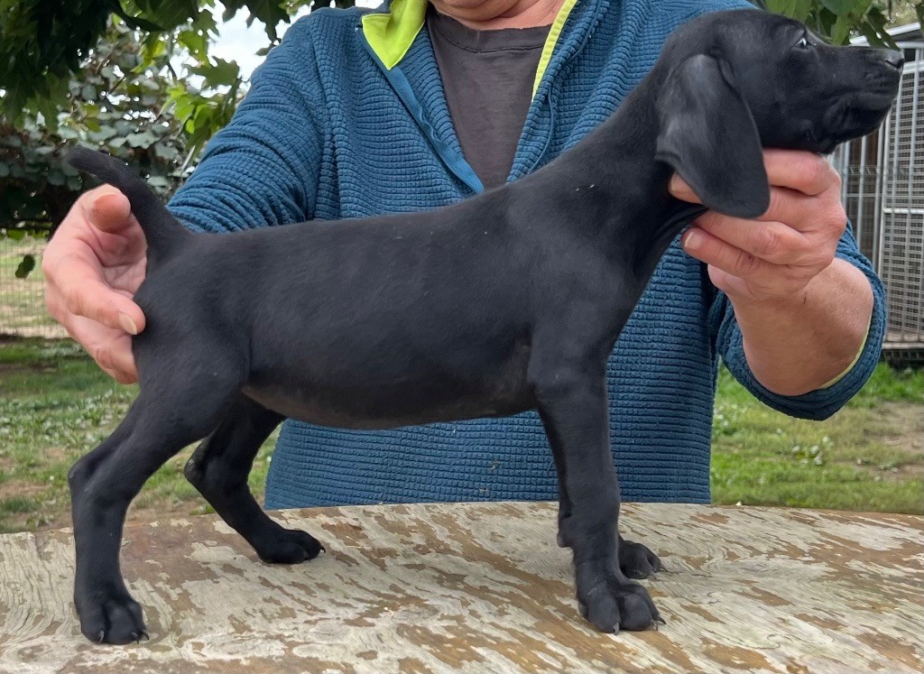 Du val de peyras - Chiots disponibles - Braque allemand à poil court